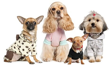 пошив одежды для собак