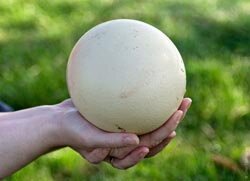 страусиное яйцо