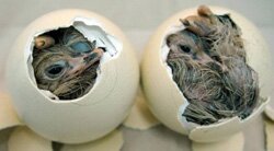 страусиное яйцо