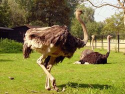 разведение страусов