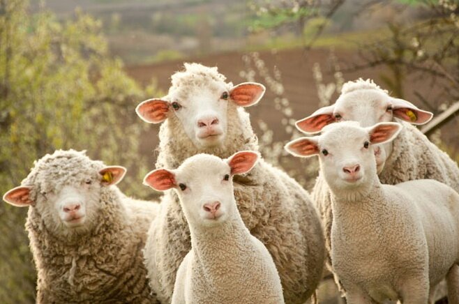 Овцеводство как бизнес привлекательный и доходный